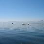 静享缅甸茵莱湖 用右脚划船的国度