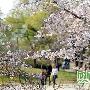 玉渊潭公园赏花登山赏美景 触摸北京迷人春色(组图)