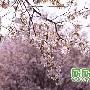 春季赏樱花攻略——青岛（图）