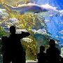 墨尔本自助游旅游全攻略之水族馆