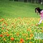 石象湖赏郁金香 品浓郁欧洲风情(图)
