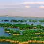 宁夏沙湖：一半是湖水 一半是沙漠(图)