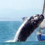 40吨重的鲸鱼跃起砸向游艇 游客安全无恙