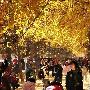 期待黄色的秋天 北京赏秋最美的12处景观