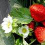 草莓红了：初春游京郊 草莓季采摘全攻略