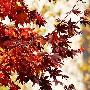 日本北海道 秋季看“枫景”