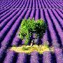 普罗旺斯紫色的薰衣草海洋