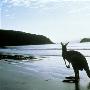 澳大利亚袋鼠岛上的动物们
