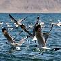 西藏班公湖：候鸟的世外桃源