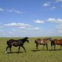 内蒙古大草原：风吹草低见牛羊