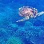 沙巴海龟岛的感动瞬间