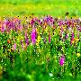 坝上草原：清凉一夏 路上的野花随便采