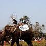 尼泊尔奇达旺举行国际大象趣味比赛