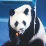 台北动物园庆熊猫抵台2周年 盼“小团圆”出生