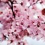 春节去日本看樱花 独享别致浪漫