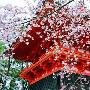 二月日本樱花开 伊豆半岛赏花时