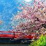 日本樱花：甜美惆怅花海如潮