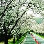 春游韩国庆尚南道 十里樱花路迷人眼