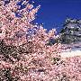 日本大阪 樱花树下疯玩环球影城