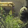 中国旅日大熊猫将于4月1日起与游客见面