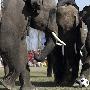 尼泊尔大象足球赛 庞然大物秀出“灵巧”