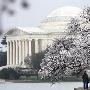 华盛顿樱花绽放 迎接百年庆祝仪式
