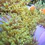 澳大利亚大堡礁珊瑚图片