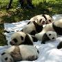 20万年薪陪熊猫 成都哪里可以看熊猫？