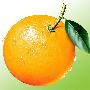 冬季橙子保湿护肤宝典(图)