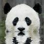 超可爱！中国版功夫熊猫