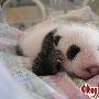 粉嫩可爱的小国宝熊猫成长全记录