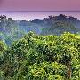 漫步热带风情间 全球最美的雨林推荐