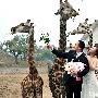 3只长颈鹿为饲养员新娘证婚