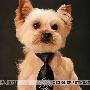 ISPET宠物领带：让狗狗帅气的法宝
