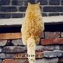 读心术：走进猫咪的内心世界