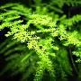 美研究发现一些室内植物释放挥发性有机物
