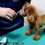 宠物风尚新趋势：6款服饰让爱狗穿出冬日时尚