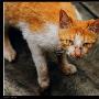 你对猫猫独特行为了解多少
