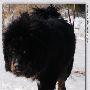 名贵藏獒招亲 配种1次15万