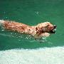 你知道金毛犬美容八部曲吗