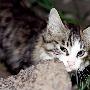 浦东近百只猫面临流浪生活