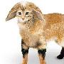 完美宠物：猫脸兔耳猎犬身