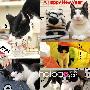 偶是只闷骚猫！小谐星尼克(Nick) 高调登场！