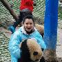 徐若瑄在雅安当“熊猫妈妈”