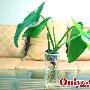 大女当嫁 居家风水帮忙开桃花