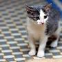 “招之即来” 猫咪训练小贴士