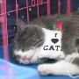 散文大家郭风与小花猫的故事