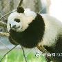 宫心计，熊猫BB耍赖犯混的生活