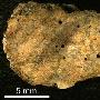 科学家发现3000万年前吃鲸骨为生远古蠕虫(图)