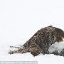 摄影师捕捉灰色猫头鹰雪地相偎相依瞬间(图)